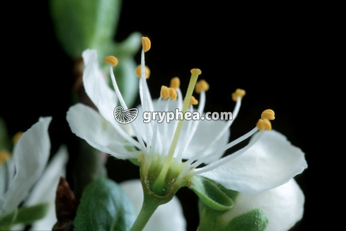 Merisier (Prunus avium) - fleur partiellement disséquée - gryphea.com